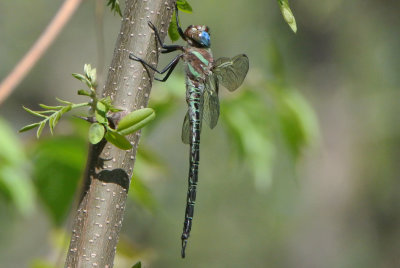 Swamp Darner (Epiaeschna heros ) male