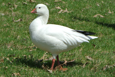 Ross's Goose (Chen rossii )