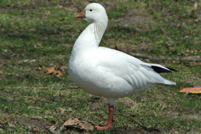 Ross's Goose (Chen rossii )