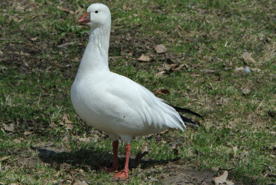 Ross's Goose (Chen rossii )