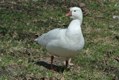 Ross's Goose (Chen rossii )