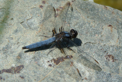 Blue Corporal (Ladona deplanata)male