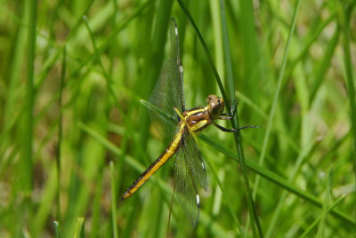 Spangled Skimmer ( Libellula cyanea )