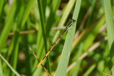 Citrine Forktail ( ischnura hastata ) male