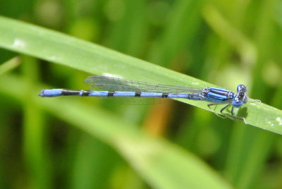 Double-striped Bluet (Enallagma basidens ) male