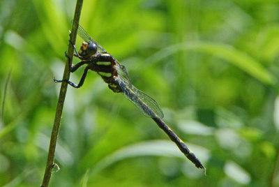 Arrowhead Spiketail (Cordulegaster obliqua ) male