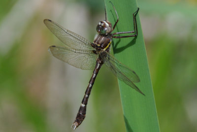 Stream Cruiser (Didymops transversa ) male 