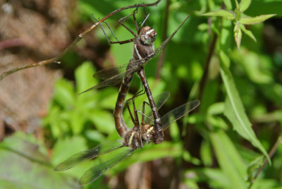 Stream Cruiser (Didymops transversa ) pair in wheel