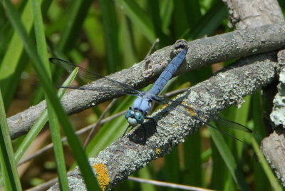 Great Blue Skimmer ( Libellula vibrans ) male