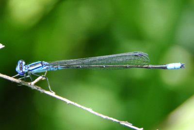 Turquoise Bluet (Ennallagma divagans )male