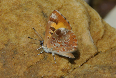 Harvester  (Feniseca tarquinius )