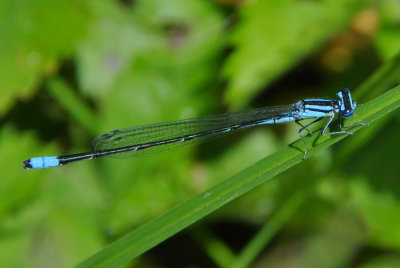 Turquoise Bluet (Ennallagma divagans )male