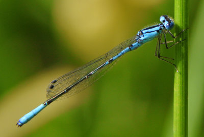 Azure Bluet (Enallagma aspersum ) male