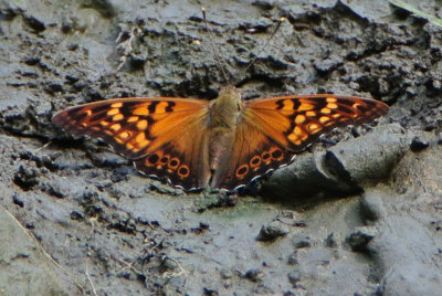 Tawny Emperor (Asterocampa clyton )