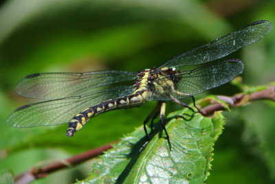 Riverine Clubtail (Stylurus amnicola )female