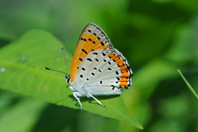 Bronze Copper (Lycaena hyllus ) male