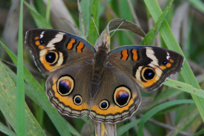 Common Buckeye