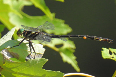 Arrow Clubtail (Stylurus spiniceps ) male