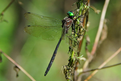 Mocha Emerald (Somatochlora linearis ) male
