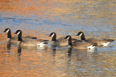 Cackling Goose Richardsons 