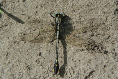 Midland Clubtail ( Gomphus fraternus )male