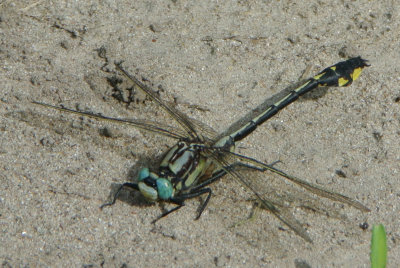 Midland Clubtail ( Gomphus fraternus )male