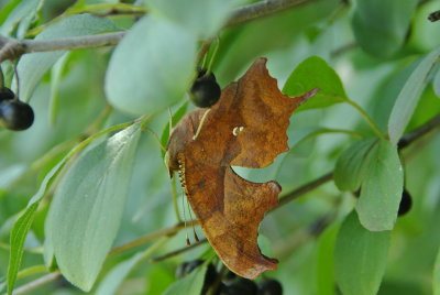 Question Mark (Polygonia interrogationis )