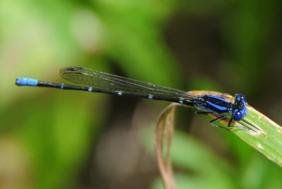 Blue-ringed Dancer (Argia sedula )male