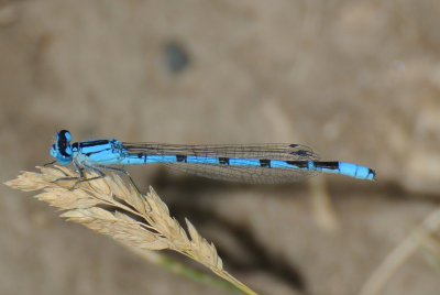 Northern Bluet (Enallagma cyathigerum ) male
