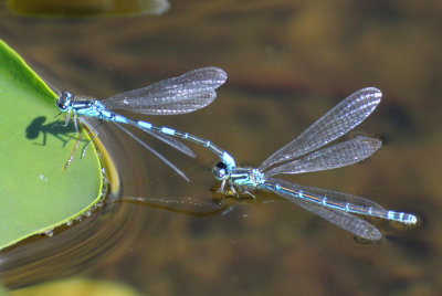 Taiga Bluet ( Coenagrion resolutum ) pair in tandem