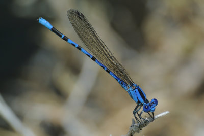 Vivid Dancer ( Argia vivida ) male