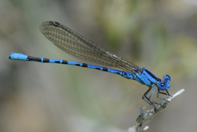 Vivid Dancer ( Argia vivida ) male