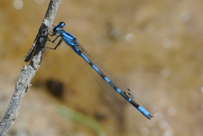 River Bluet (Enallagma anna ) male