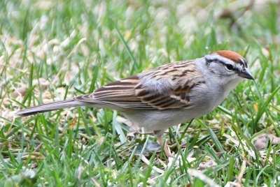 Chipping Sparrow (Spizella passerina )