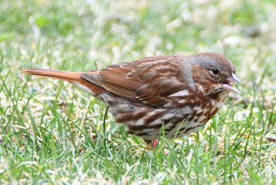 Fox Sparrow (Passerella iliaca )