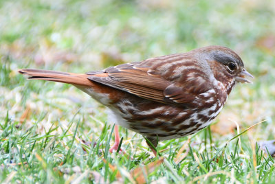 Fox Sparrow (Passerella iliaca )