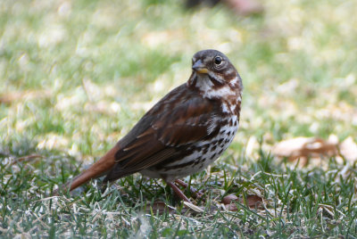 Fox Sparrow (Passerella iliaca )