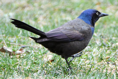 Common Grackle (Quiscalus quiscula )