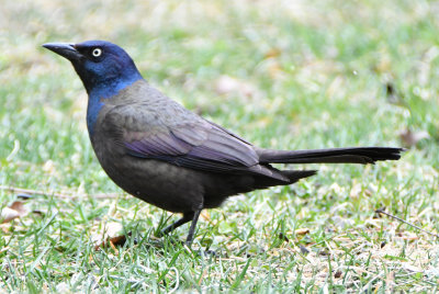 Common Grackle
