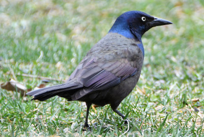Common Grackle