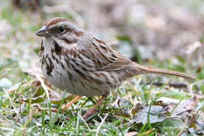 Song Sparrow ( Melospiza melodia )