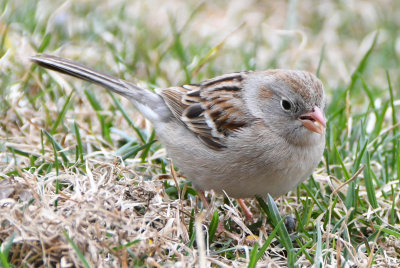 Field Sparrow ( Spizella pusilla )