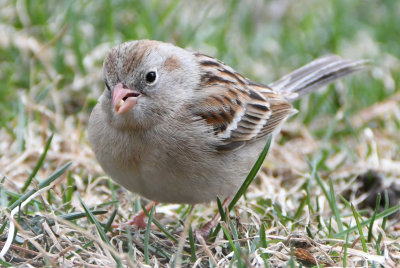 Field Sparrow ( Spizella pusilla )