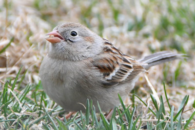 Field Sparrow ( Spizella pusilla )