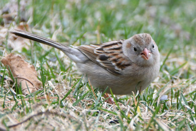 Field Sparrow ( Spizella pusilla )