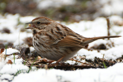 Song Sparrow ( Melospiza melodia )