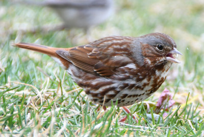 Fox Sparrow (Passerella iliaca )