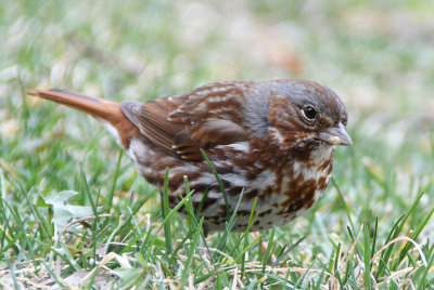Fox Sparrow (Passerella iliaca )