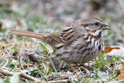 Song Sparrow ( Melospiza melodia )