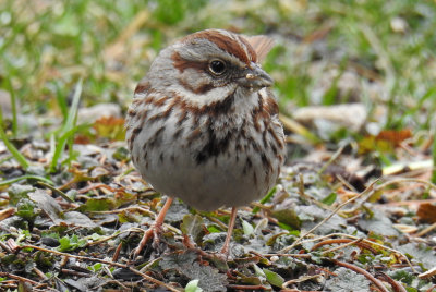 Song Sparrow 